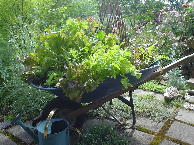 [Wheelbarrow-veggie%2520planter%255B4%255D.jpg]