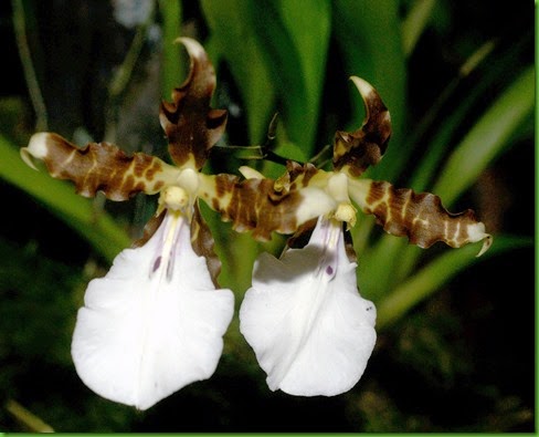 OR Miltonia cuneata