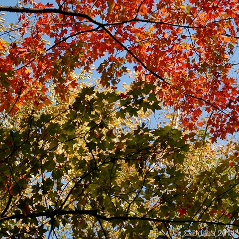 Leaf Leaf