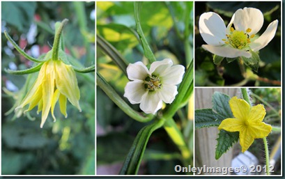 veggie blooms