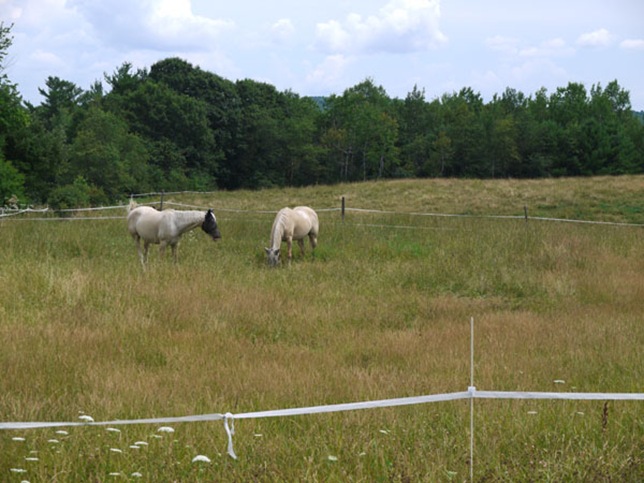 meadow_5