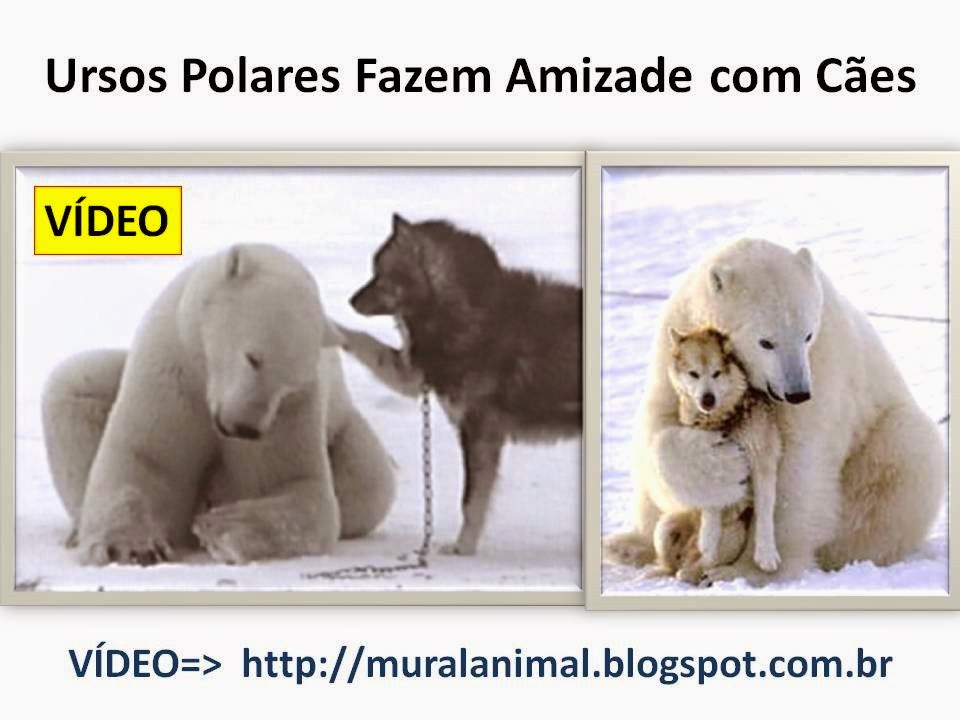 [Ursos%2520Polares%2520Fazem%2520Amizade%2520com%2520C%25C3%25A3es%255B3%255D.jpg]