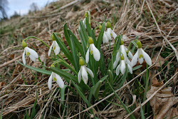 Das Schneeglöckchen (Galanthus nivalis)