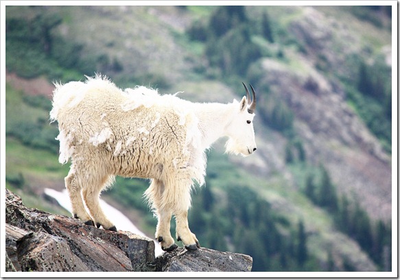 Webster Pass - Mountain Goats 7-26-11 (26)