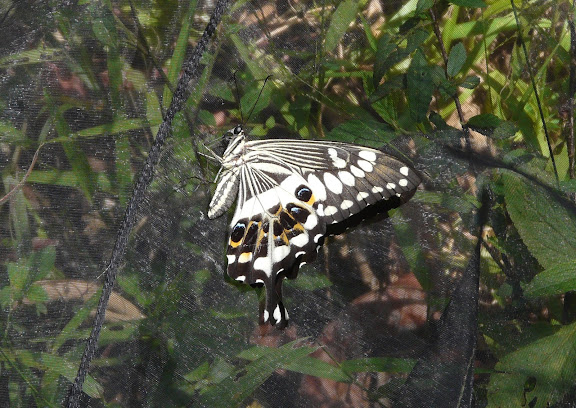 Papilio menestheus DRURY, 1773. Atewa Hills (Ghana), 27 décembre 2009. Photo : J. F. Christensen
