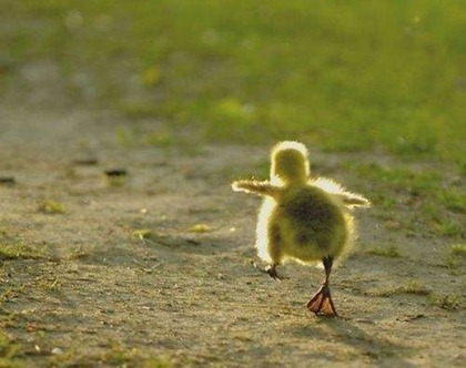 duckling-trying-to-fly