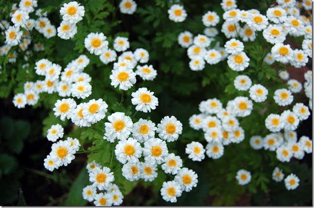 feverfew