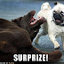funny-dog-pictures-surprise-pug.jpg