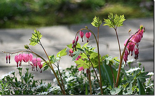 Dicentra_BleedingHearts3