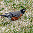 American Robin