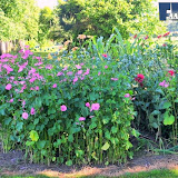 natuur 004.jpg