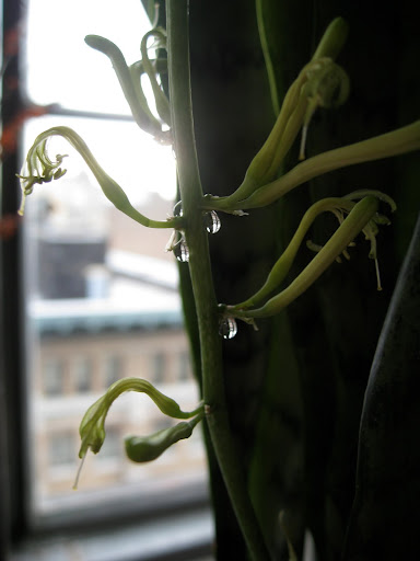 I'll have to ask Kevin Sharkey if the plants at his apartment are flowering as well... I'll have to ask Kevin Sharkey if the plants at his apartment are flowering as well...