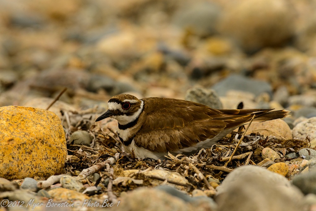 [Killdeer%2520_D8C2034%2520May%252025%252C%25202012%2520NIKON%2520D800%255B3%255D.jpg]