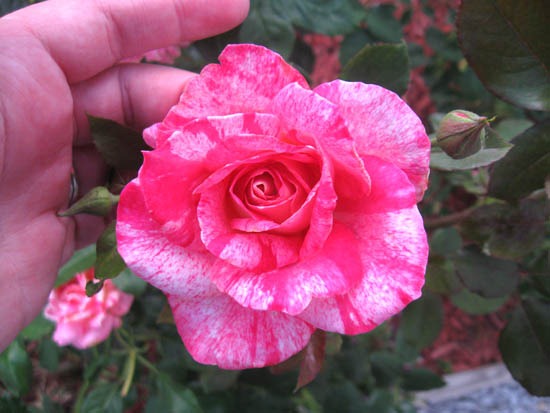 [IMG_0089%255B3%255D.jpg]