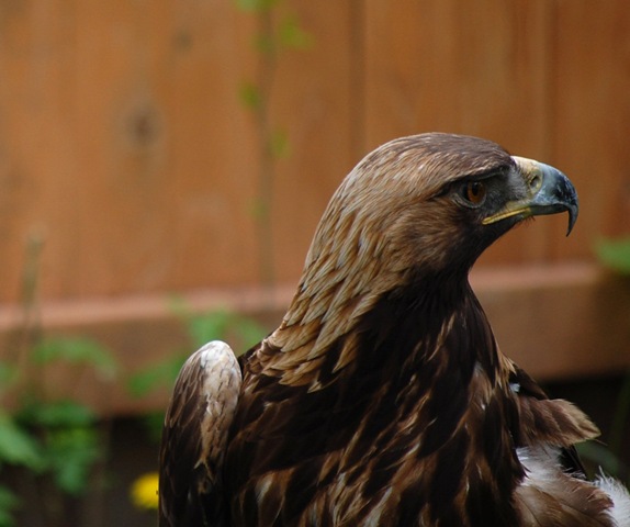 [aviary622.jpg]