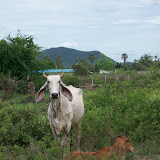 Thaïlande - Entre Khiri Khan et Hua Hin - Vache à grandes oreilles