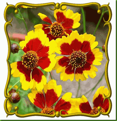Coreopsis tinctoria Coreopsis tinctoria