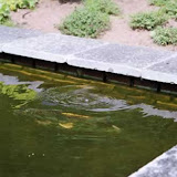 koivijver