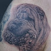 Shar Pei #3