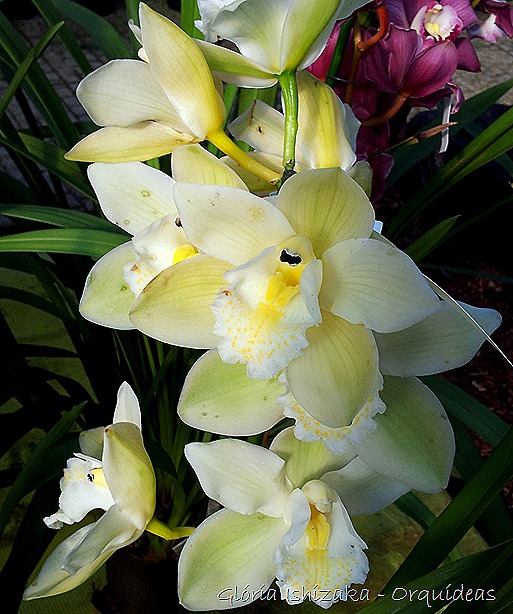 Glória Ishizaka - orquideas 22