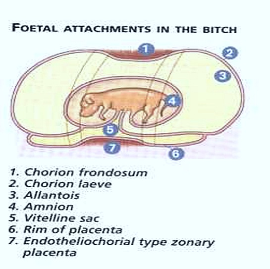 Zonary-placenta