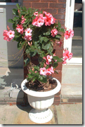 Mandevilla Mandevilla