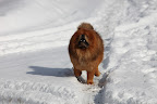 Chow chows have very thick fur coats, so we don't mind the cold weather.  The fur around our necks is especially thick.  No wonder the Chinese call us Songshi Quan, which literally means 'puffy lion dog!'