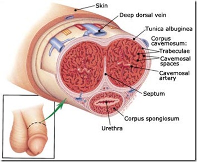 penis-anatomy penis-anatomy