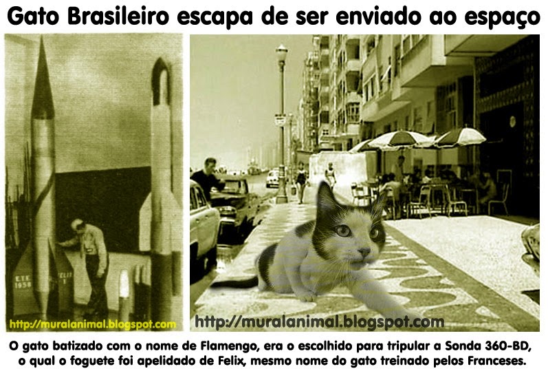[gato-espacial-brasileiro%255B3%255D.jpg]