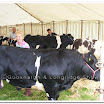 Cattle 024.jpg