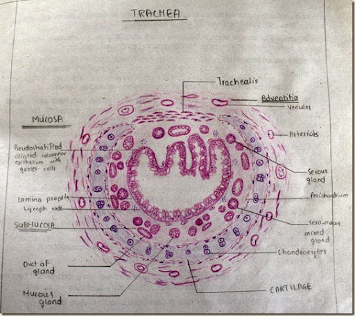trachea histology