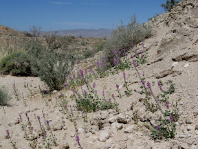 Arizona Lupine