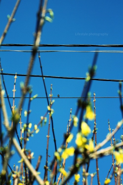 birdie
