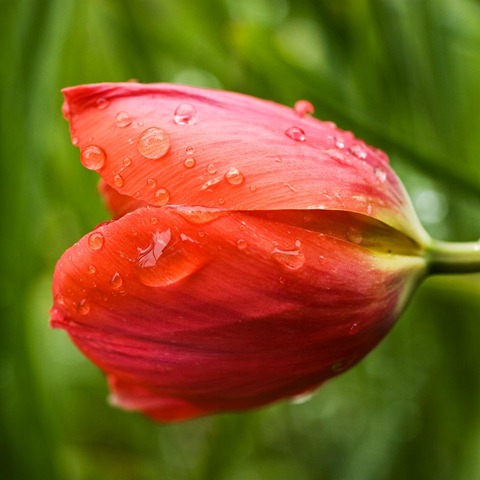 Tulip-2