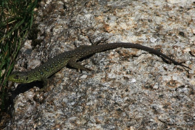 [%255B23%255D_Sardao_%2528lacerda_lepida%2529.jpg]