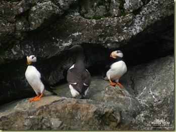 Common Murre and Puffins