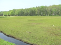 bog greening up