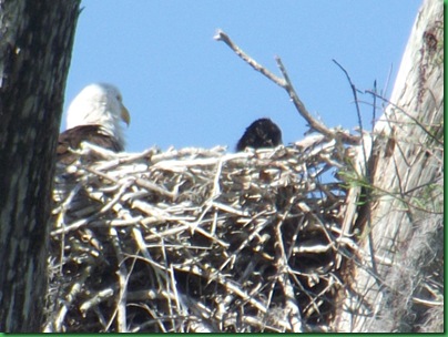 Fakahatchee,  Collier-Seminole, Pather NWR & Chokoloskee 054