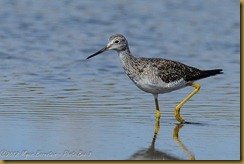 Lesser Yellowlegs - Tringa flavipes