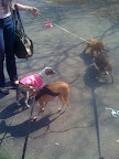 There were also all sorts of other NY canines to meet and greet.