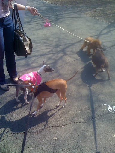 There were also all sorts of other NY canines to meet and greet.