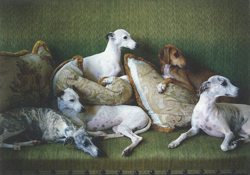 What regal dogs. Whippets, New Jersey, August 1996. 