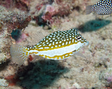 P4072975