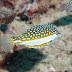 Whitley's Boxfish - Photo (c) 104623964081378888743, some rights reserved (CC BY-NC-SA)