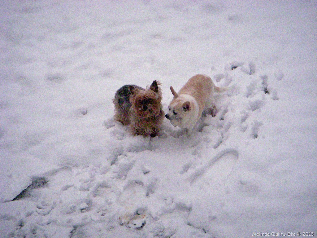[0210%2520Doggies%2520in%2520the%2520Snow%255B3%255D.jpg]