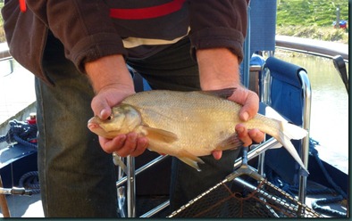 Steve and Bream