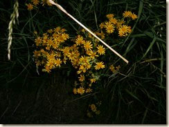 Jacobskruiskruid (Jacobaea vulgaris)