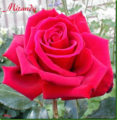 Rosa MIRANDY Rosa MIRANDY