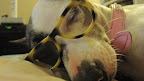 An email I just got form Kelly...

Hi Pia- Pepper is doing great! I'm so glad you saved her and happy she's with me and Gus now. She's so funny! She now knows when I'm off to work so she plops herself on my bed and looks at me as if saying, 'Are you sure you'd rather not stay home and cuddle?  Look how cute I am on your pillows!'  Too funny! And so lovable!

Big hugs,  

Kelly, Gus and Pepper