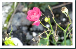 DSCN2671